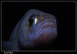 Close-up of a pearch :-D by Daniel Strub 